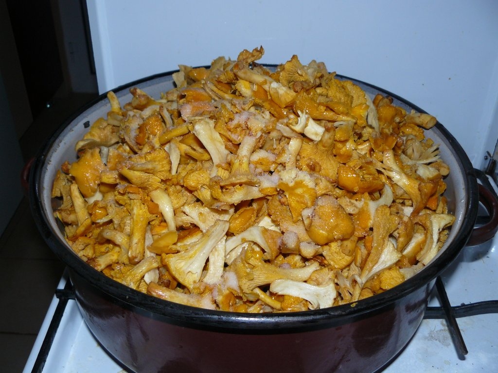 Aperitiv cu ciuperci de câmp