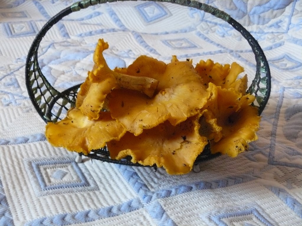 Conservă de ciuperci foarte gustoasă