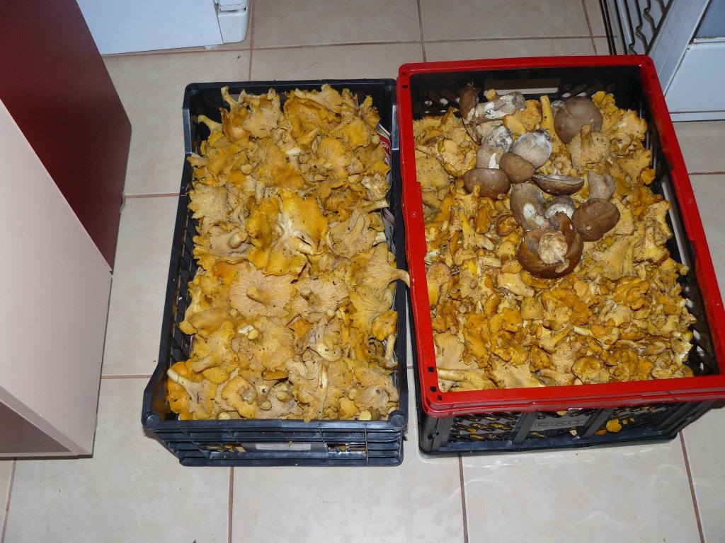 Conservă de ciuperci foarte gustoasă