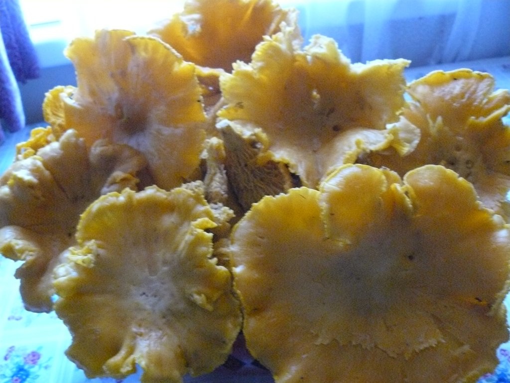 Conservă de ciuperci foarte gustoasă