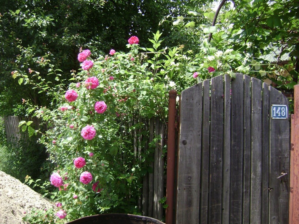 Dulceata de trandafiri