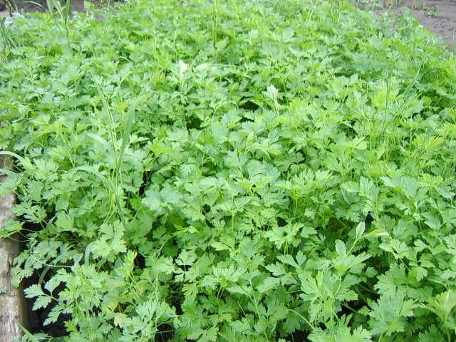 Patrunjel pentru iarna