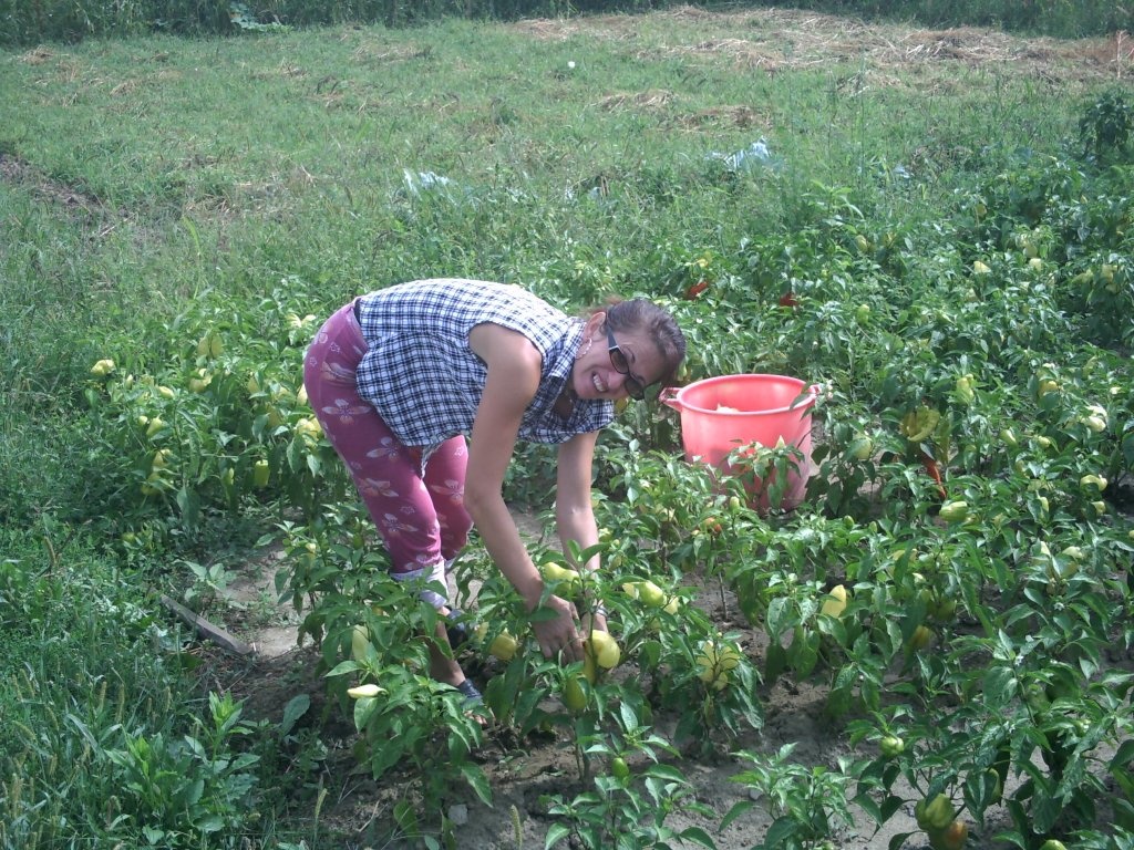 Ardei copti la borcan