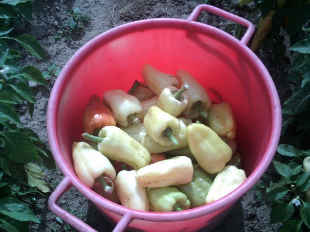 Ardei copti la borcan