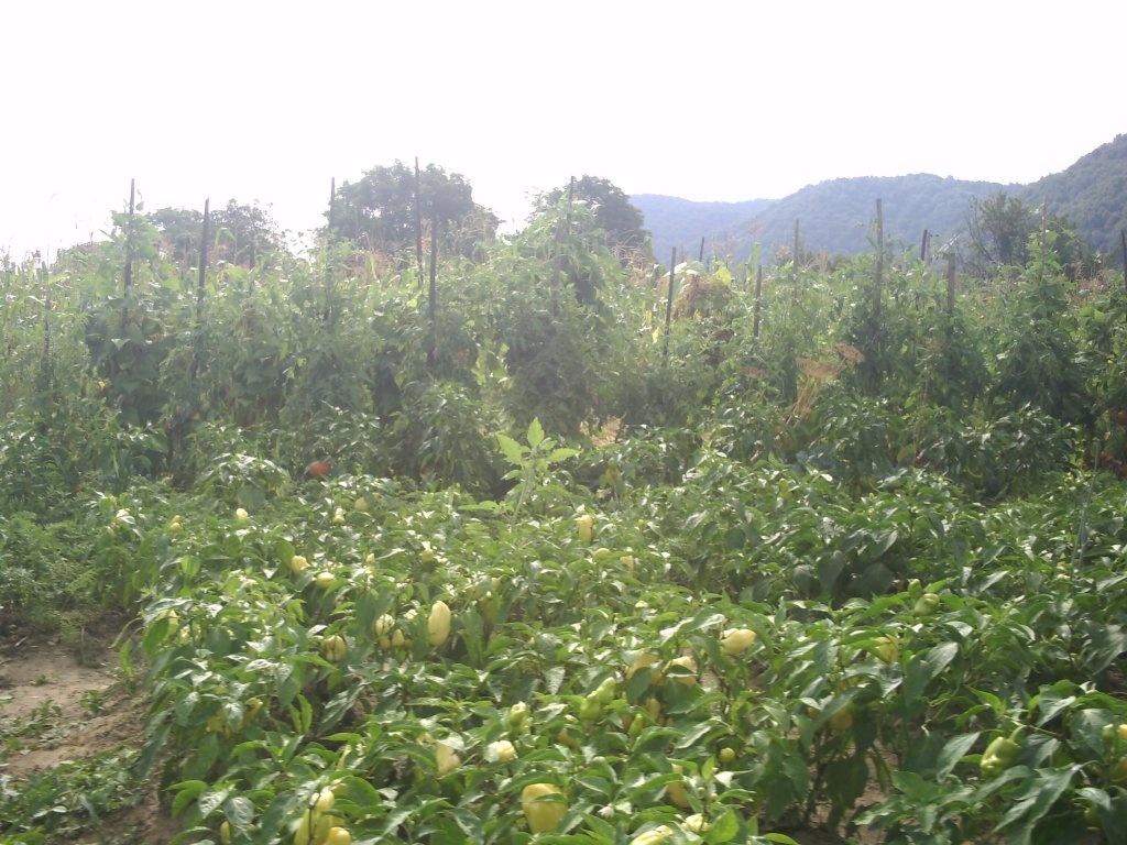 Ardei copti la borcan