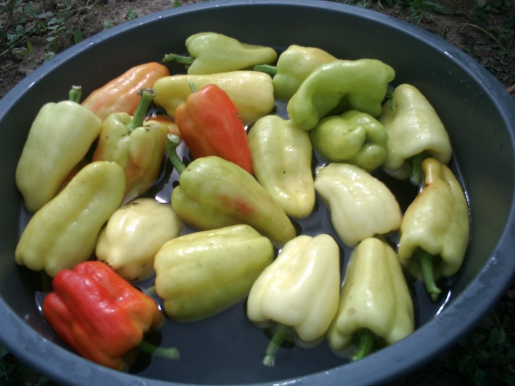 Ardei copti la borcan