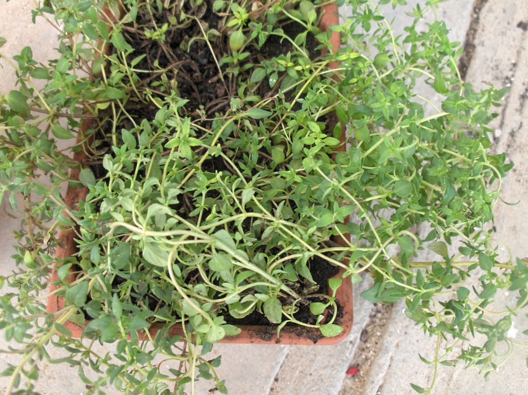 Coaste la cuptor cu cimbru de câmp si portocale (Entercosto no forno com tomilho e laranjas)