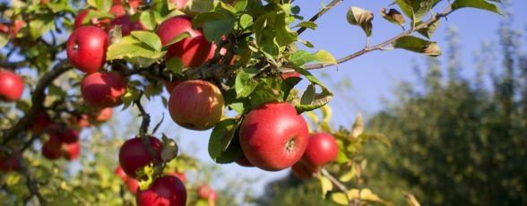 Prajituri si alte minunatii cu mere