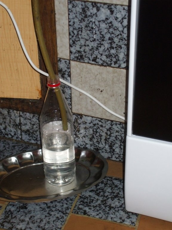 Whisky de apartament