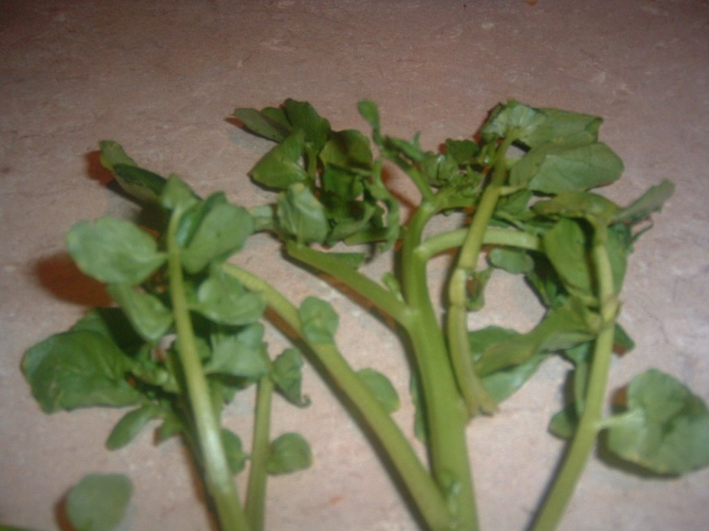 "Potion magique"(continuare).Marul Evei.Suc de creson si mar