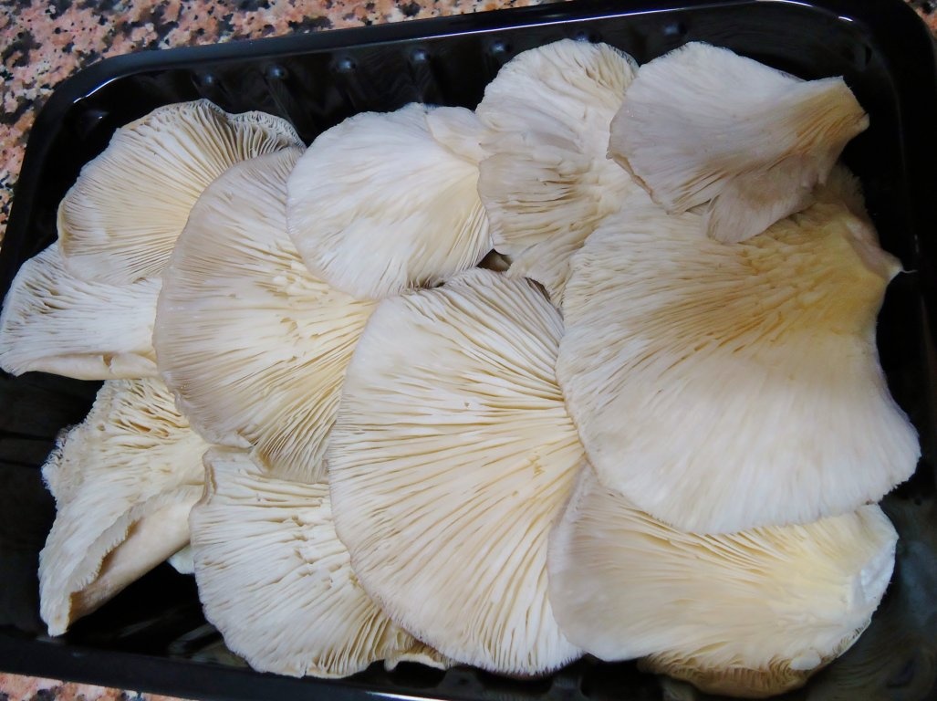 Ciuperci de padure cu unt