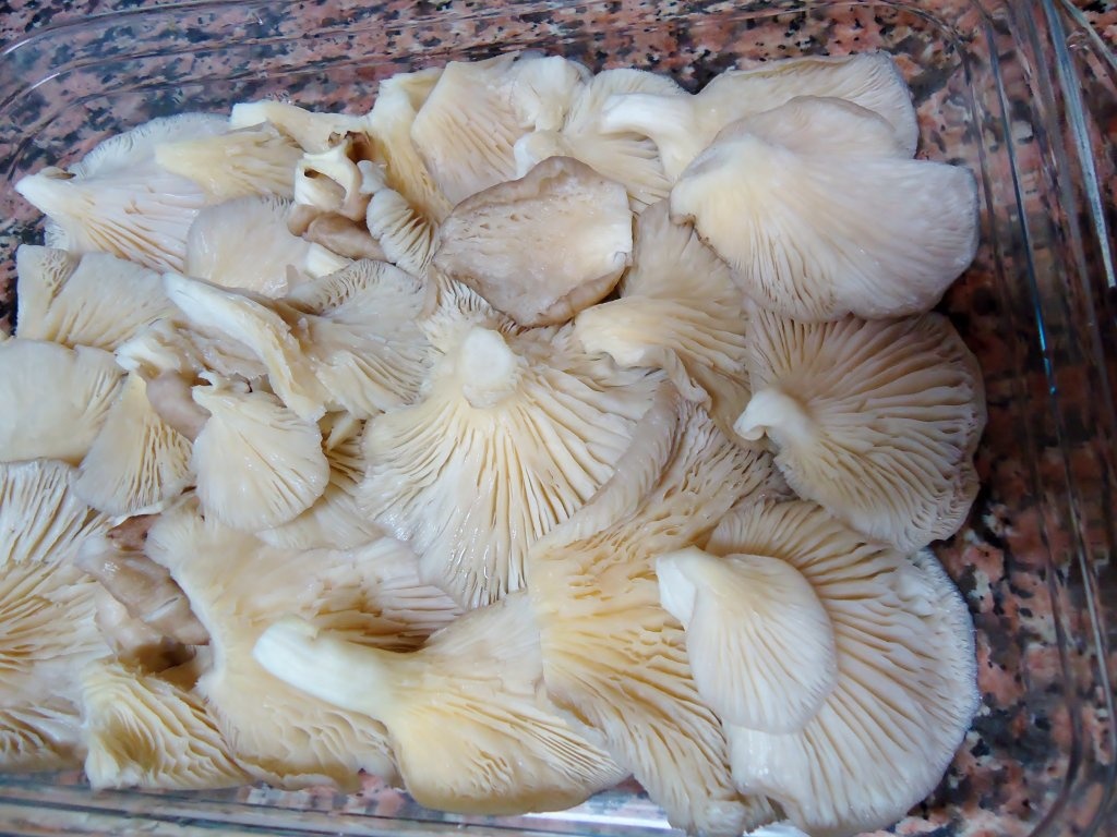 Ciuperci de padure cu unt