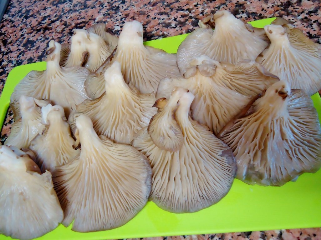 Ciuperci de padure cu oua