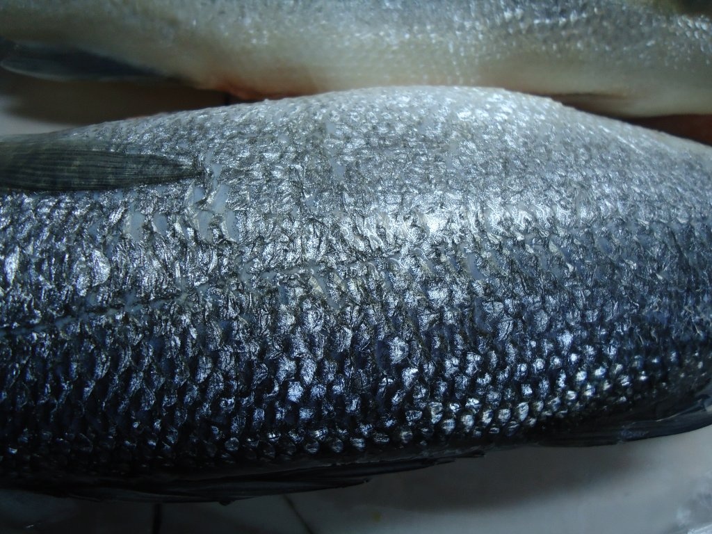 Biban de mare prajit