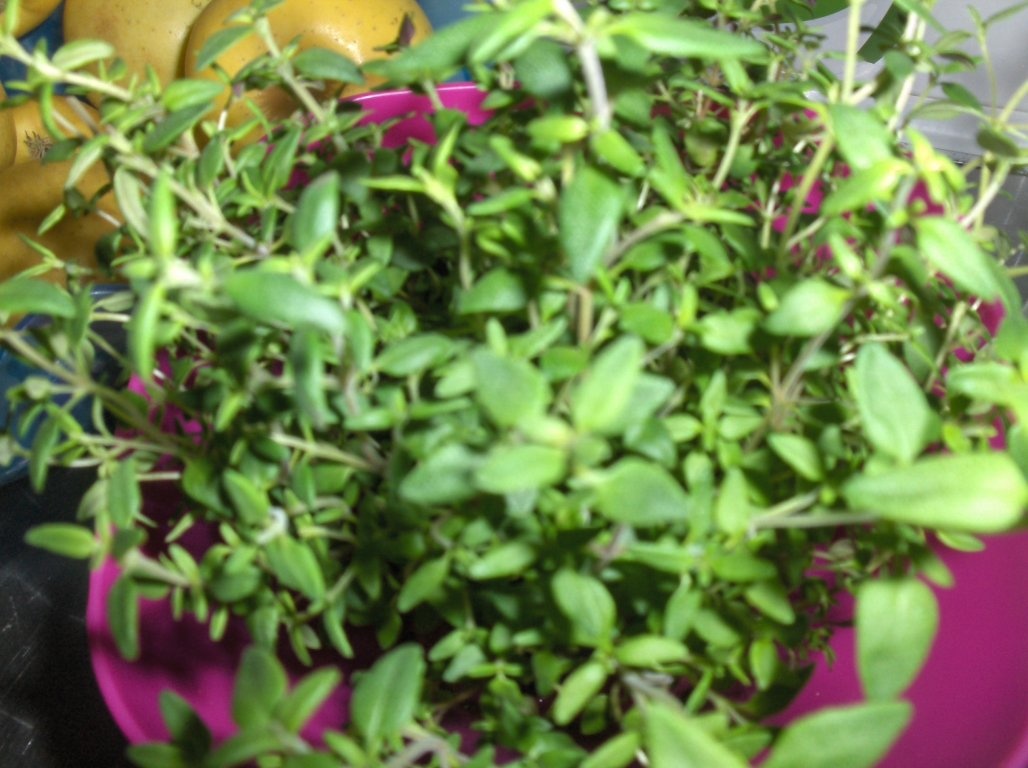 Supã Cremã de Brocolli