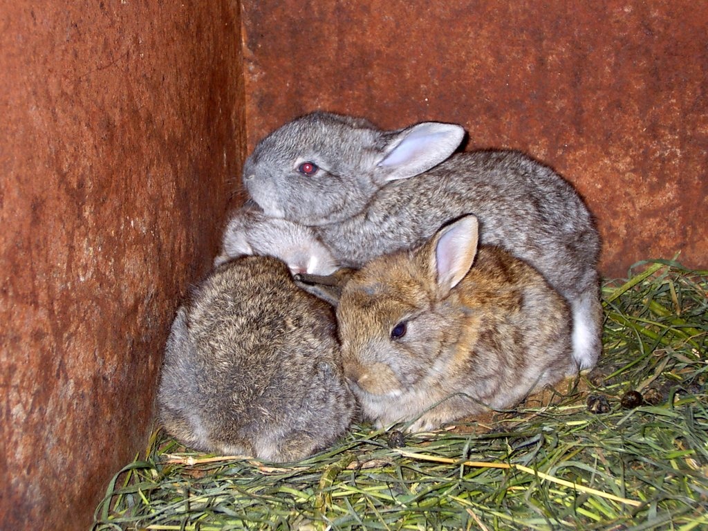 Ouă vopsite cu coji de ceapă