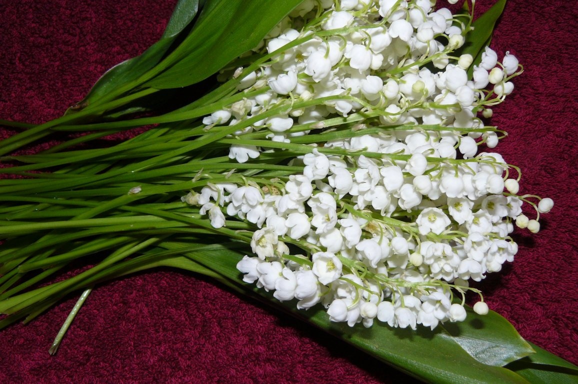 Piept de pui marinat de 1 Mai(Enchiladas adaptat )