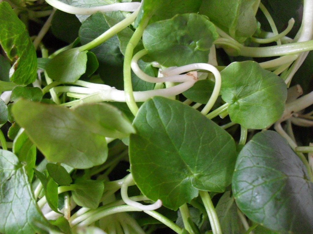 Salata de padure (untisor) cu fasole, porumb, ou si ridiche