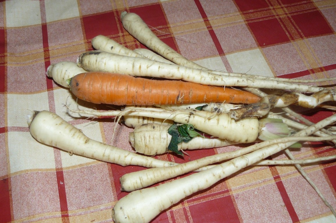 Tocăniţă de pasăre cu legume