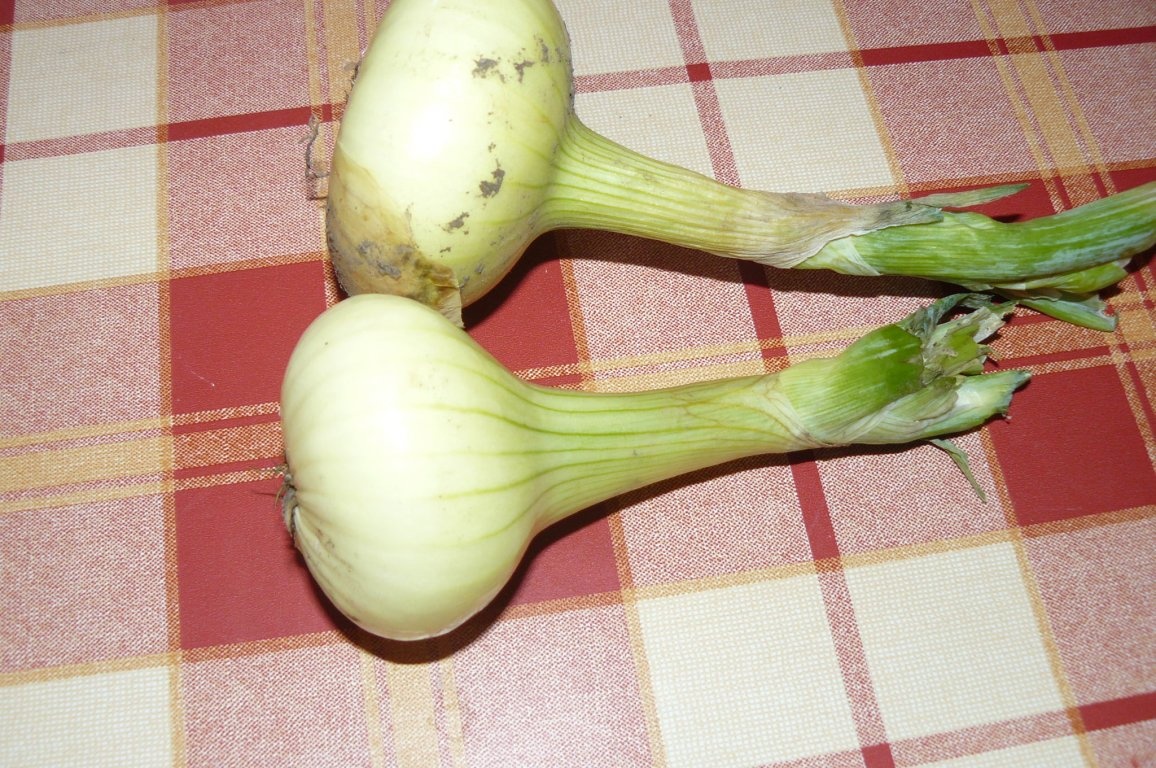 Aperitive cu brânză şi legume