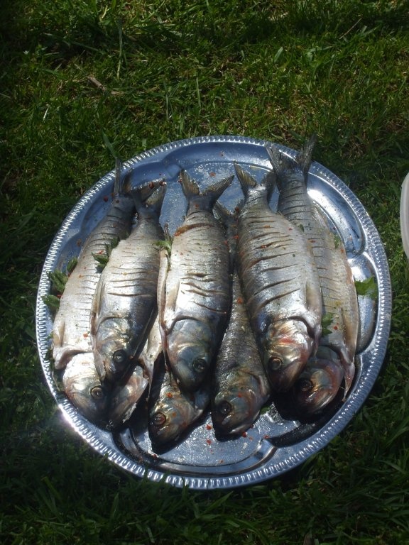 Scrumbie cu leustean la gratar