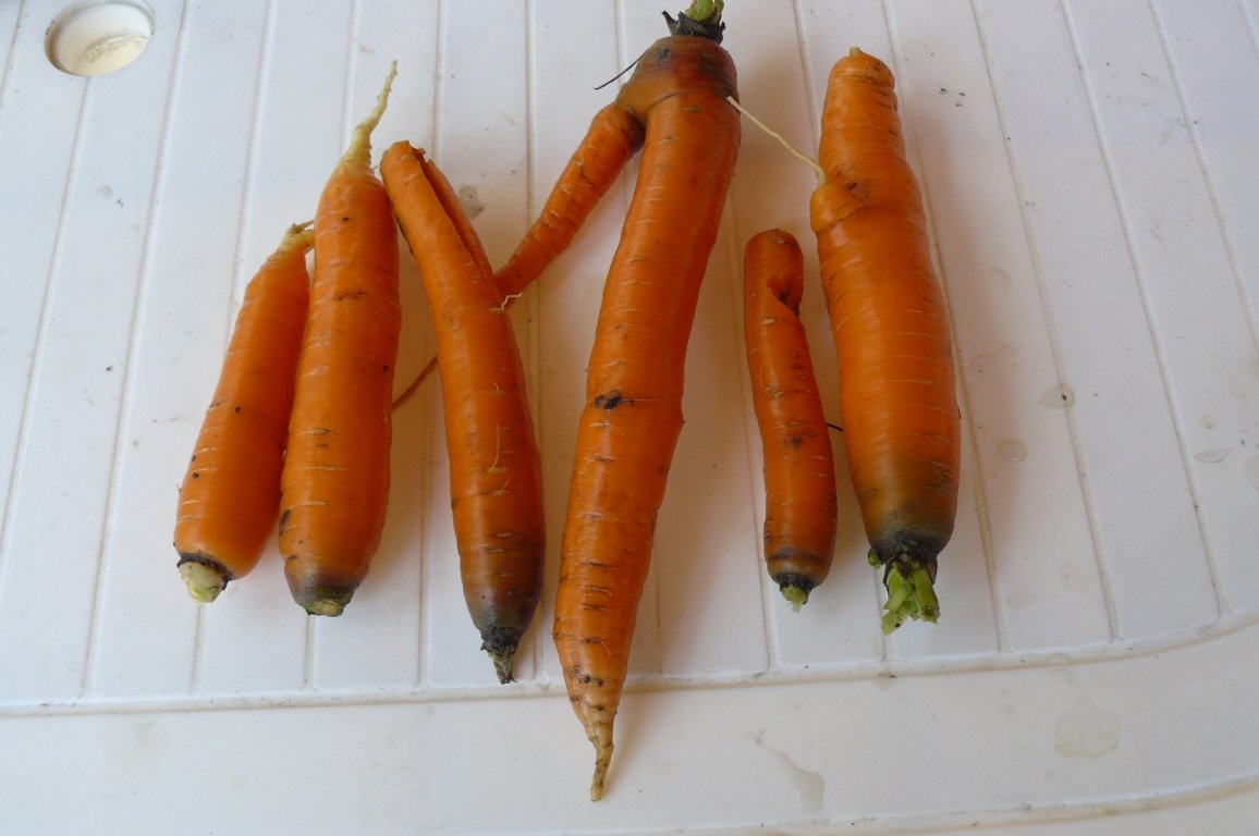 Ciorbă la borcan(conservă)