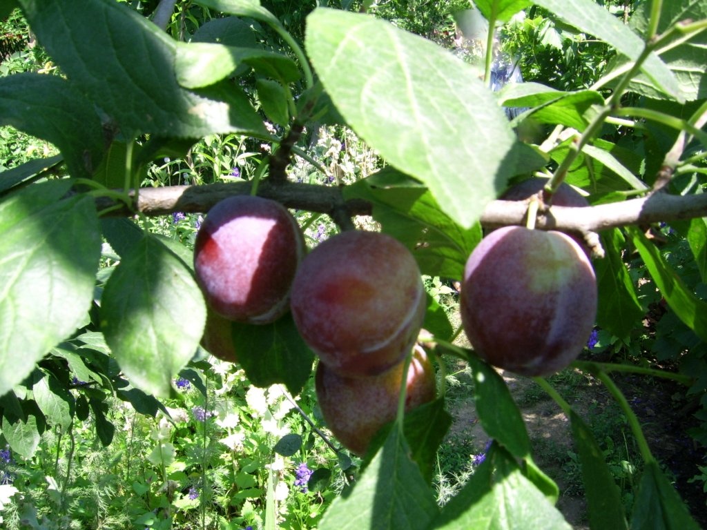 Dulceata de prune decojite