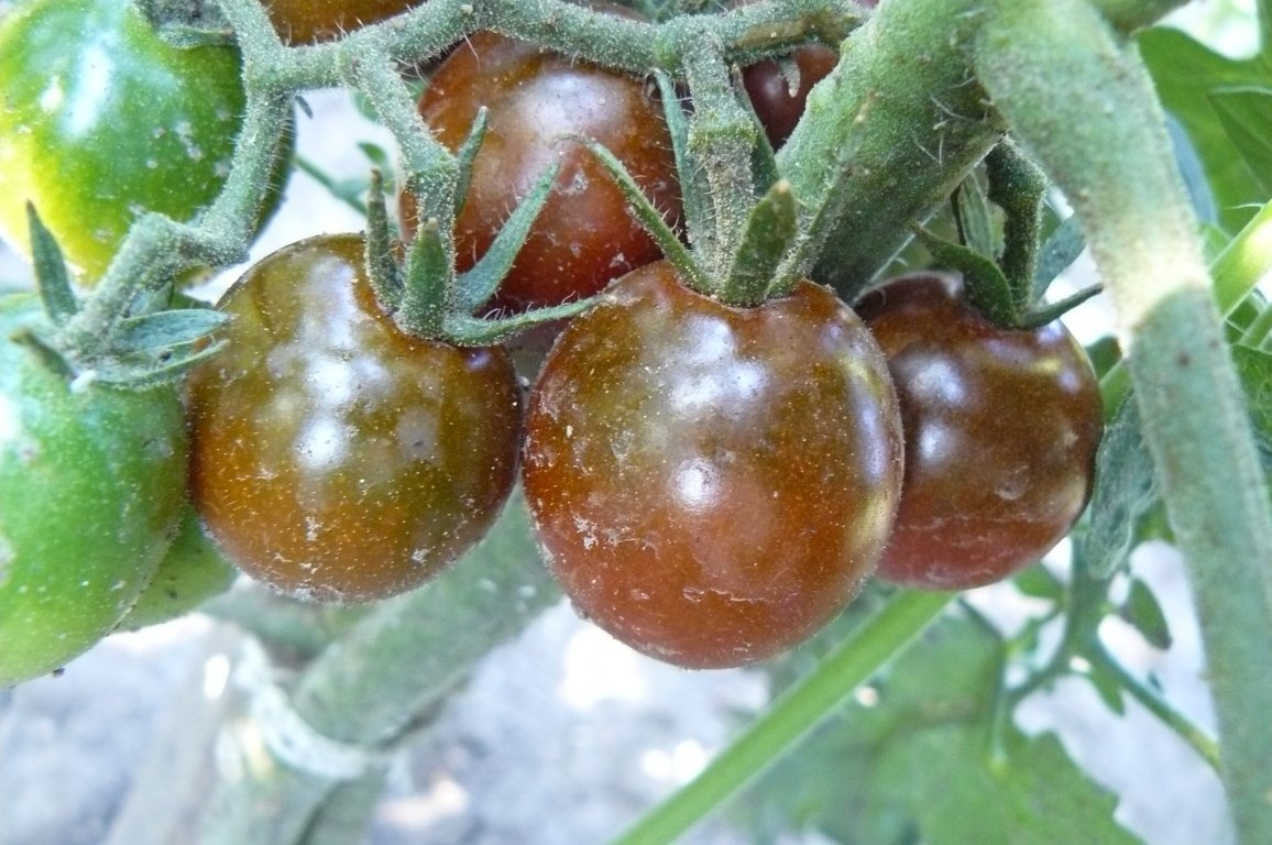 Roşii şi ardei pentru ciorbe