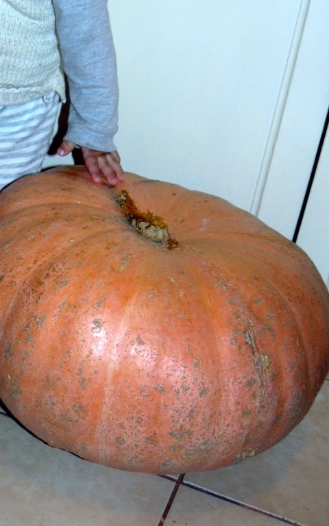 Prăjitură cu bostan(dovleac)