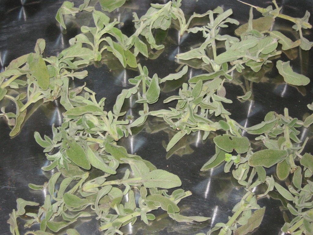 Ceai cu "maramieh"-Ceai cu Salvia officinalis