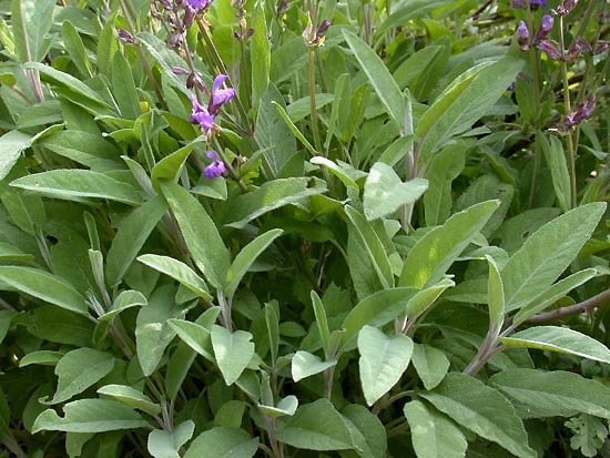 Ceai cu "maramieh"-Ceai cu Salvia officinalis