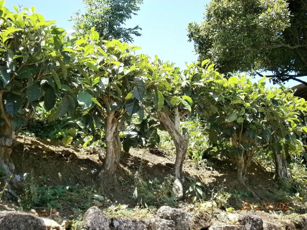 Ceai srilankez cu zahar de cocotier( coconut sugar)