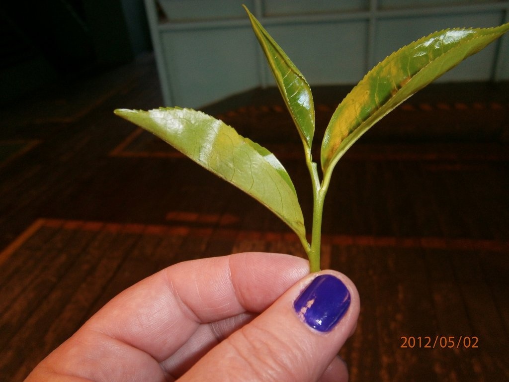 Ceai srilankez cu zahar de cocotier( coconut sugar)