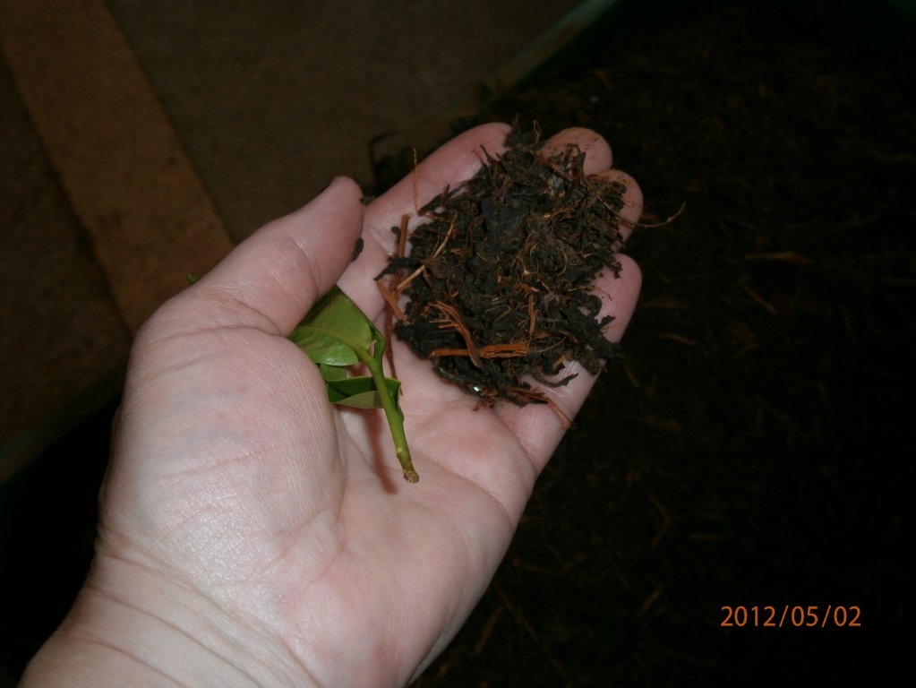 Ceai srilankez cu zahar de cocotier( coconut sugar)