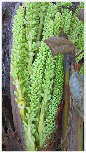 Ceai srilankez cu zahar de cocotier( coconut sugar)