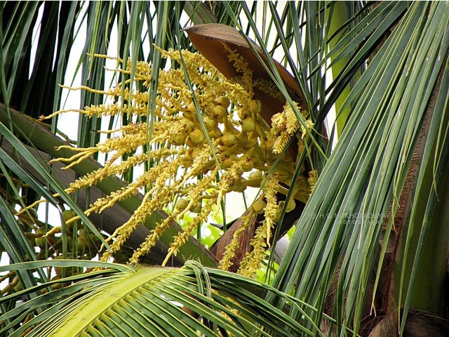 Ceai srilankez cu zahar de cocotier( coconut sugar)