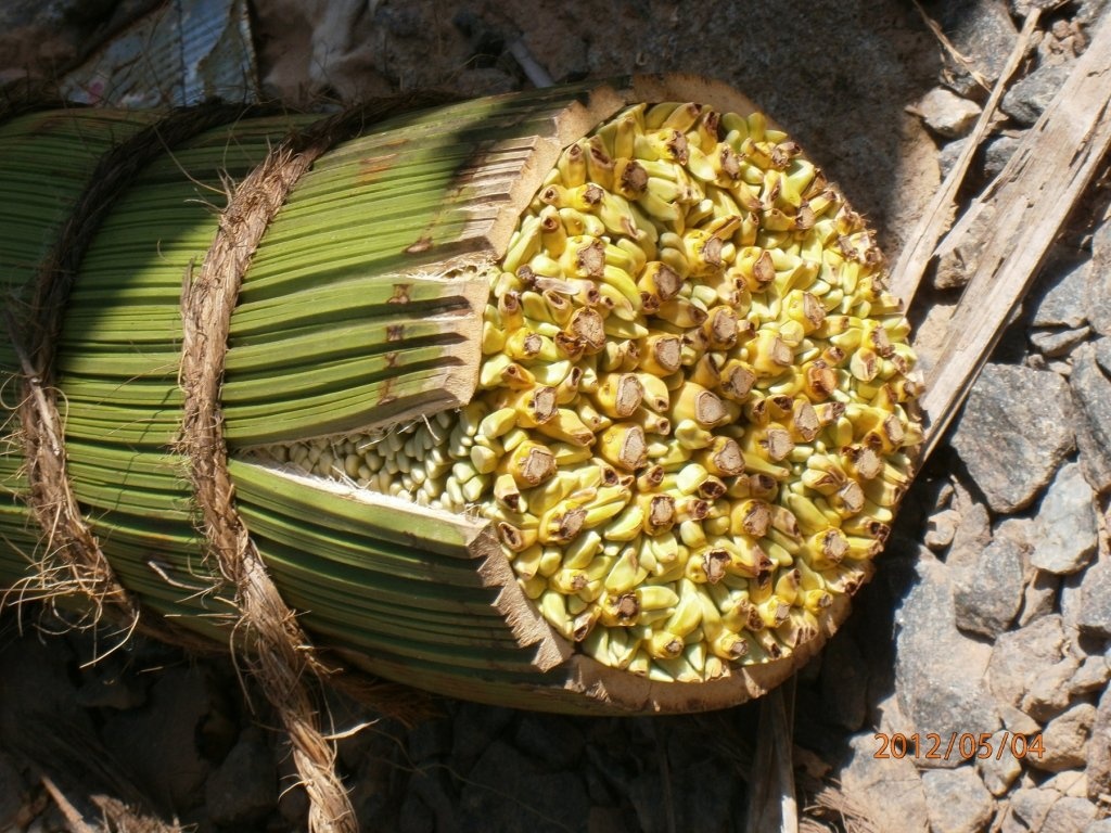 Ceai srilankez cu zahar de cocotier( coconut sugar)