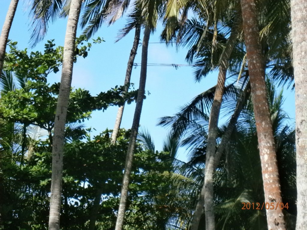 Ceai srilankez cu zahar de cocotier( coconut sugar)