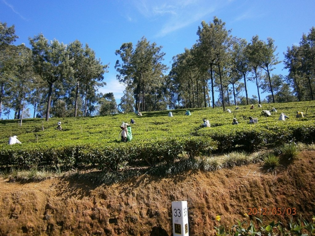 Ceai srilankez cu zahar de cocotier( coconut sugar)