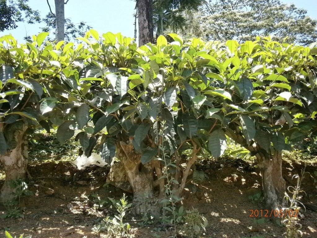 Ceai srilankez cu zahar de cocotier( coconut sugar)