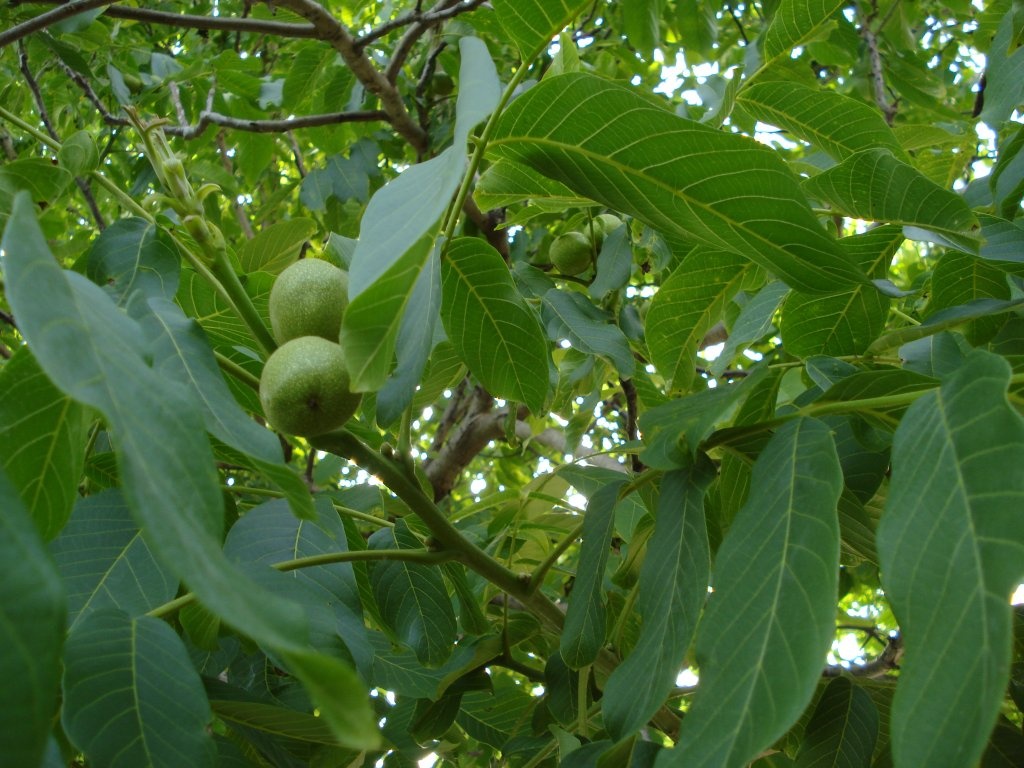 Dulceata de nuci verzi