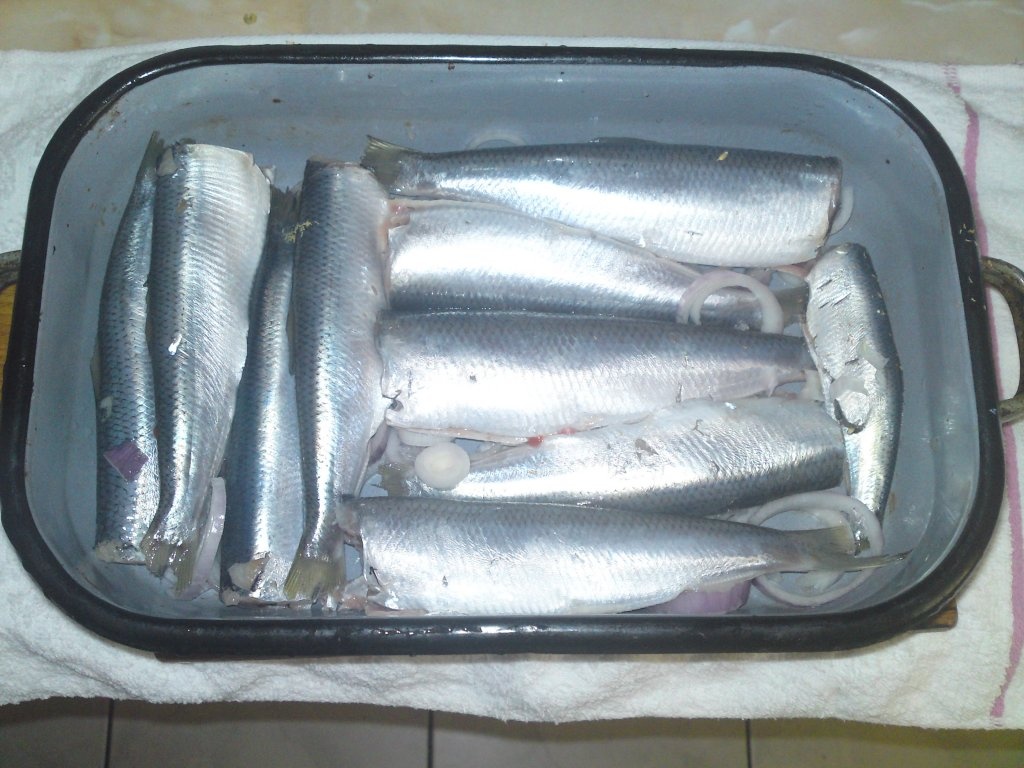 baby hering cu lamaie