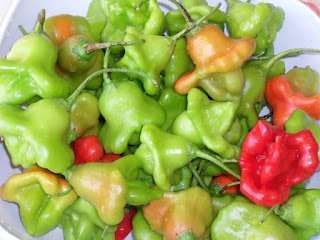 Ardei iute sub forma de floare pt iarna