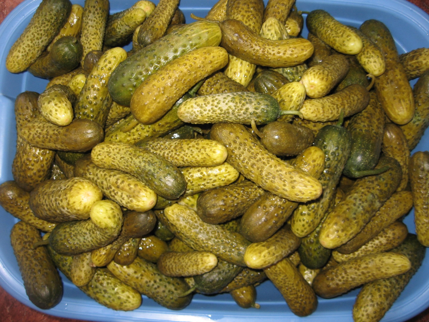 Castraveti murati in saramura