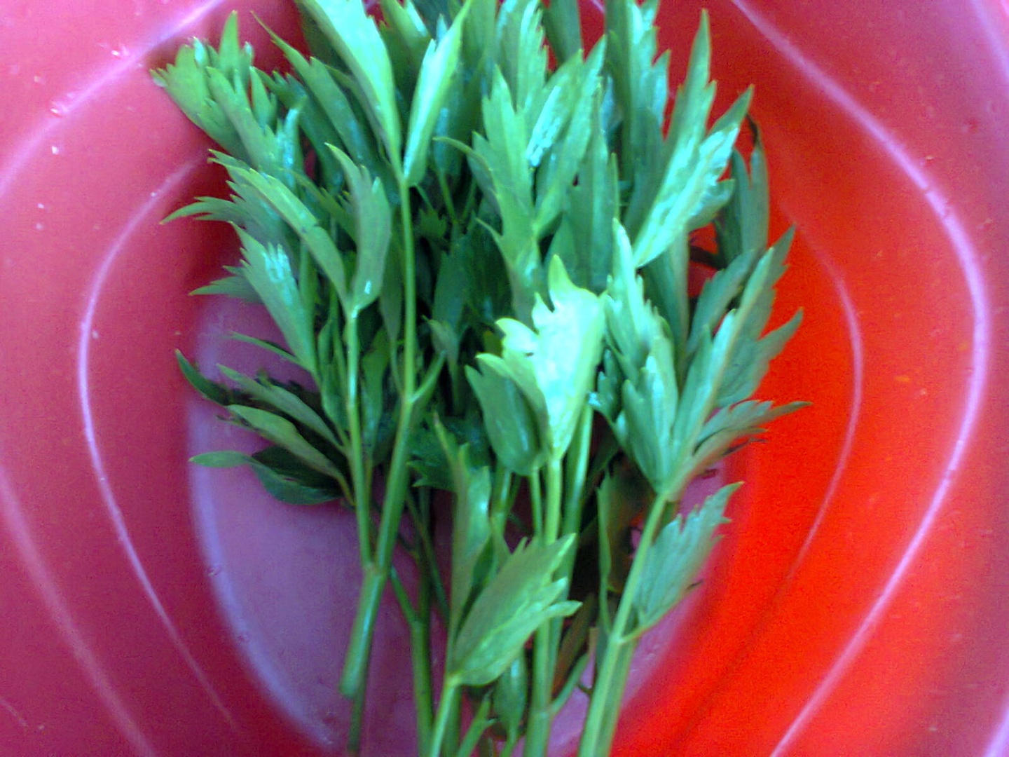 Zarzavat pentru ciorbe