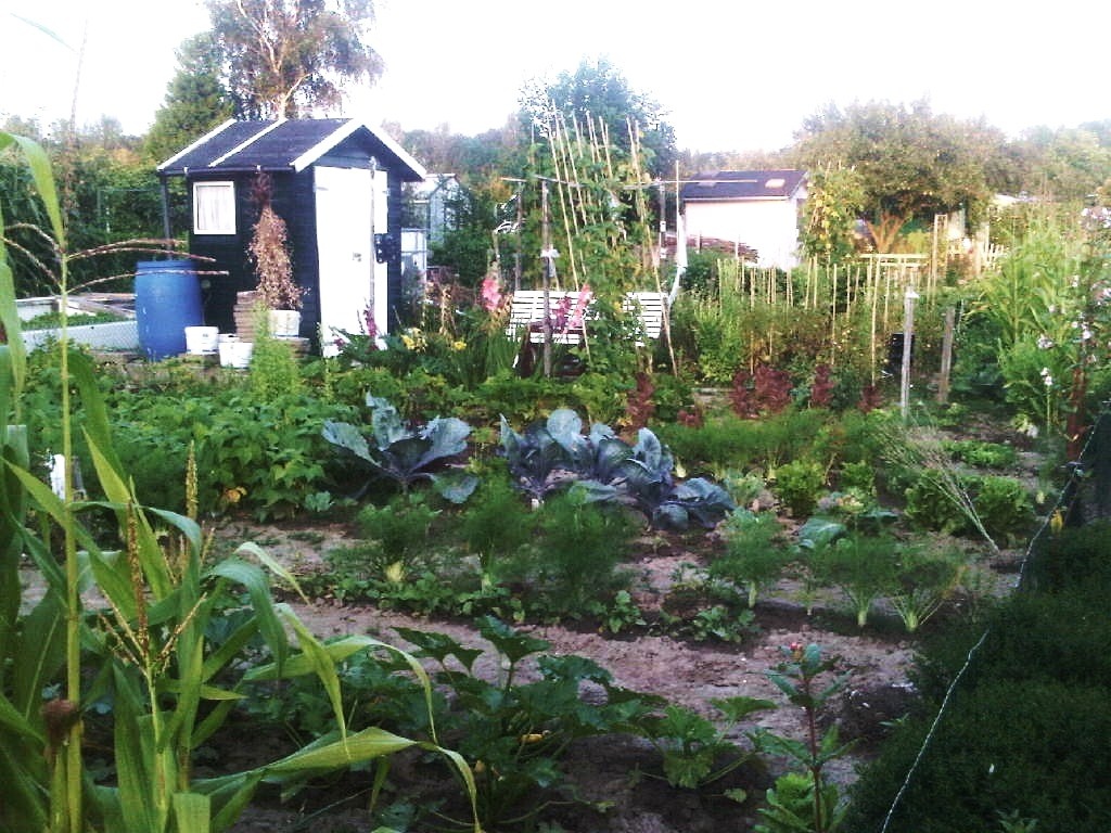 Carne de pui cu sos de ciuperci si orez cu legume