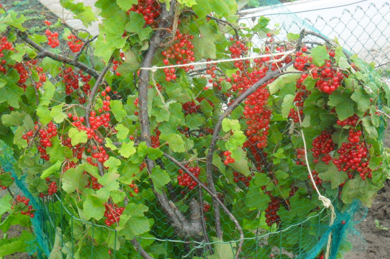 Dulceata de coacaze rosii