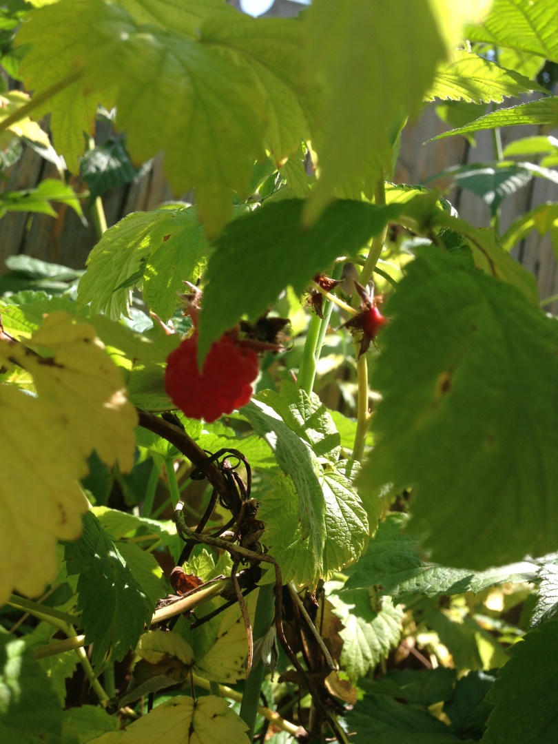 Dulceata de zmeura cu zero calorii