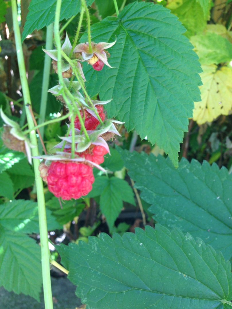 Dulceata de zmeura cu zero calorii