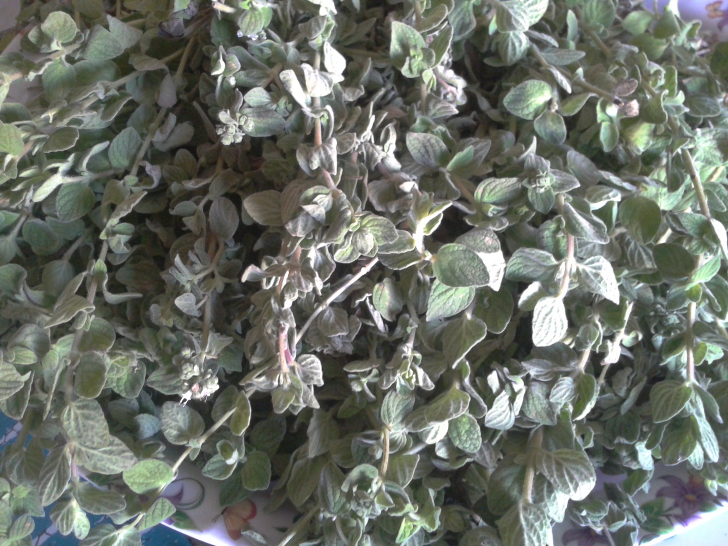 Placinte cu za'atar verde(oregano)